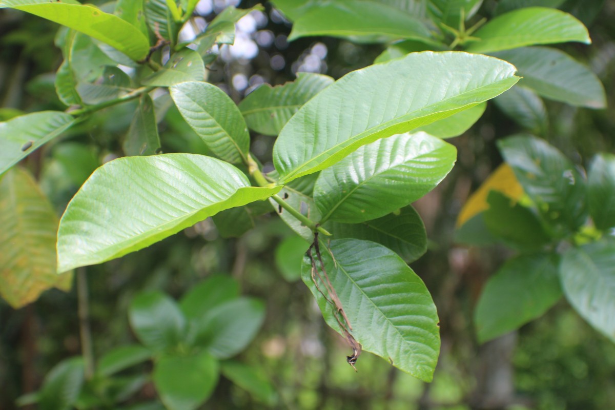 Gardenia gummifera L.f.